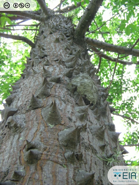 Ceiba, ceiba bonga (Ceiba pentandra)