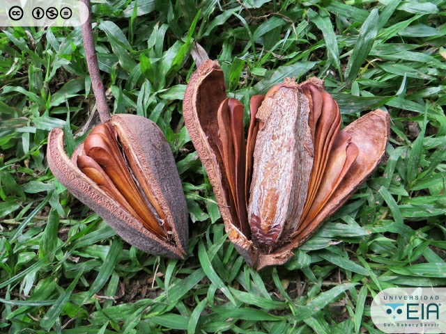 Florcitas, Flor de la Caoba. Especie nativa de / Native to:…